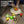 PlanToys - Assorted Fruit Set