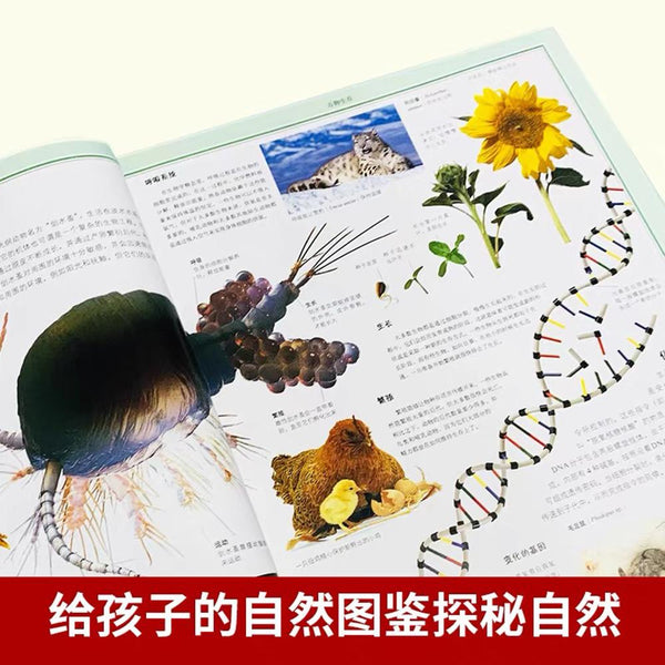 DK儿童自然大百科-Panda Kids and Baby