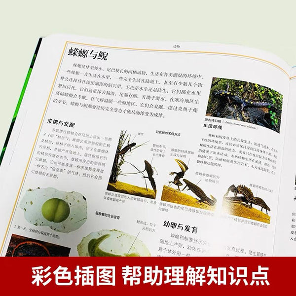 DK儿童自然大百科-Panda Kids and Baby